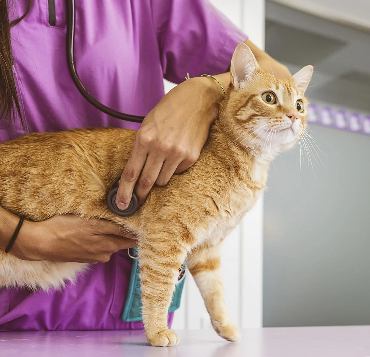 A cat with vet holding a stethoscope to side.